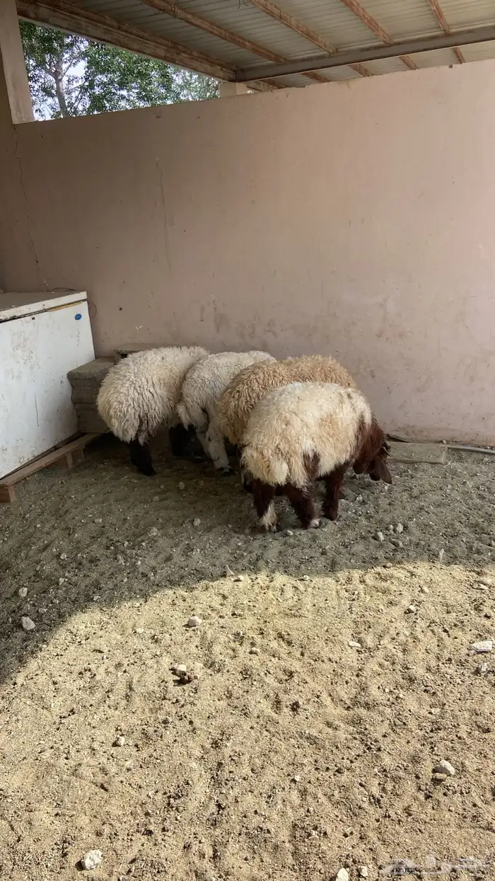 خروفين ورخلتين 0