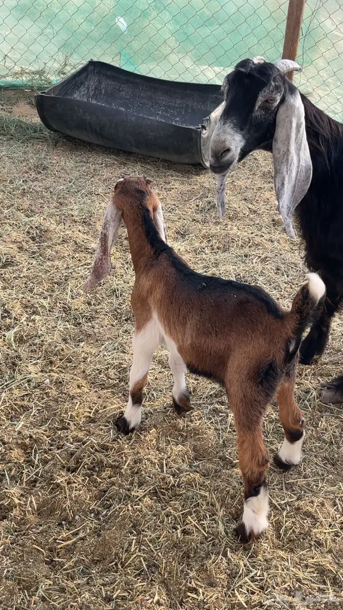 تيوس العدد 2 1