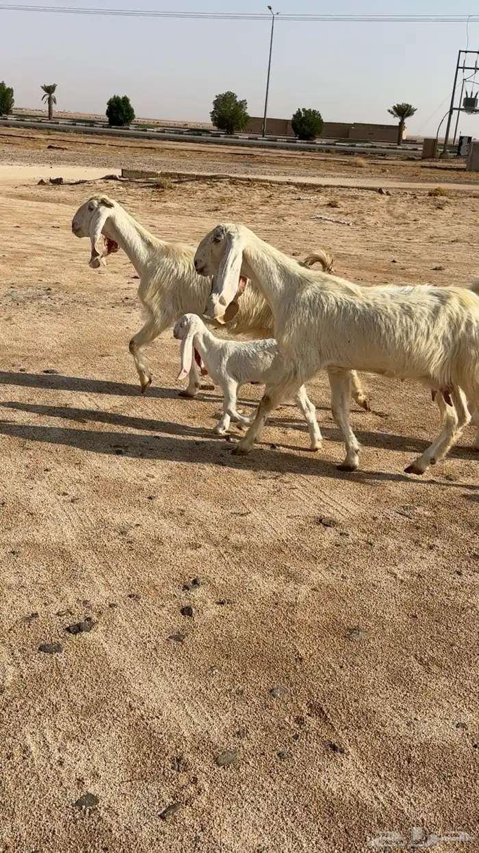 معزا مواليد اشباب 1