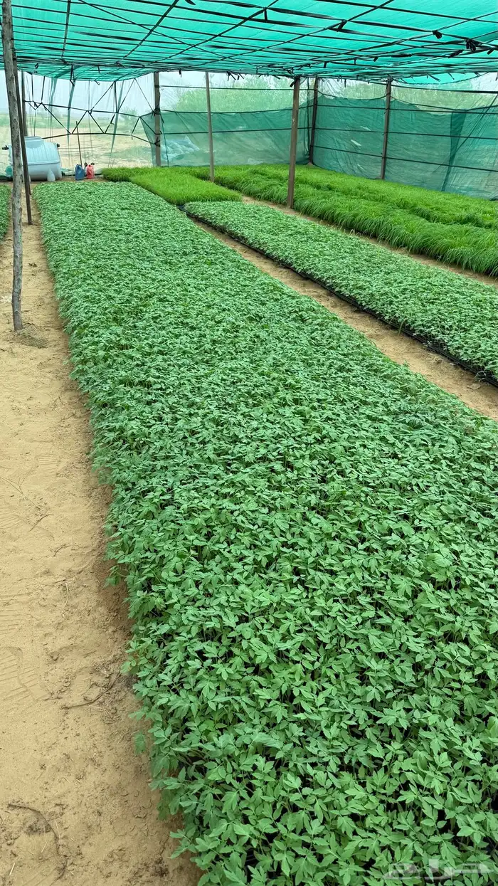 شتلات طماطم عرين و بونكام هجين 0