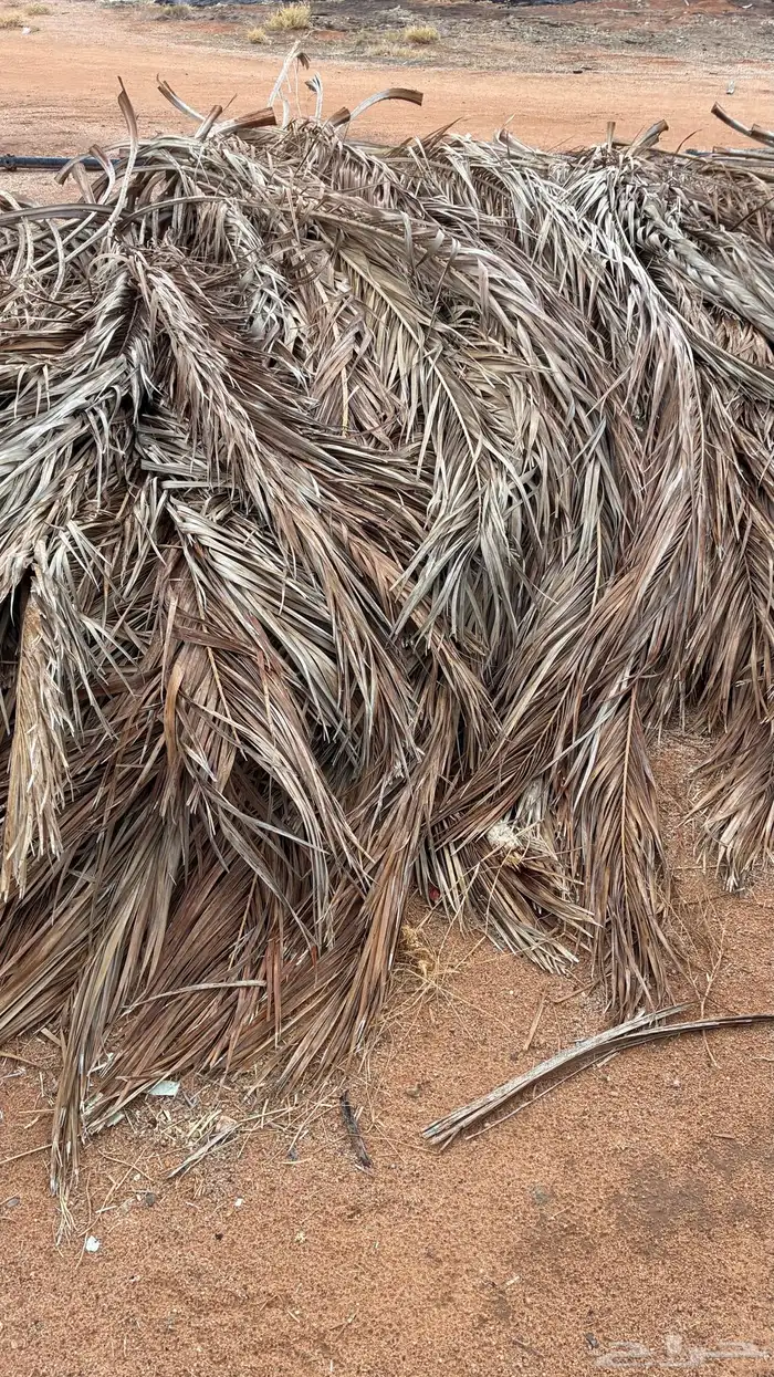 سعف نخيل كمية كبيرة 4