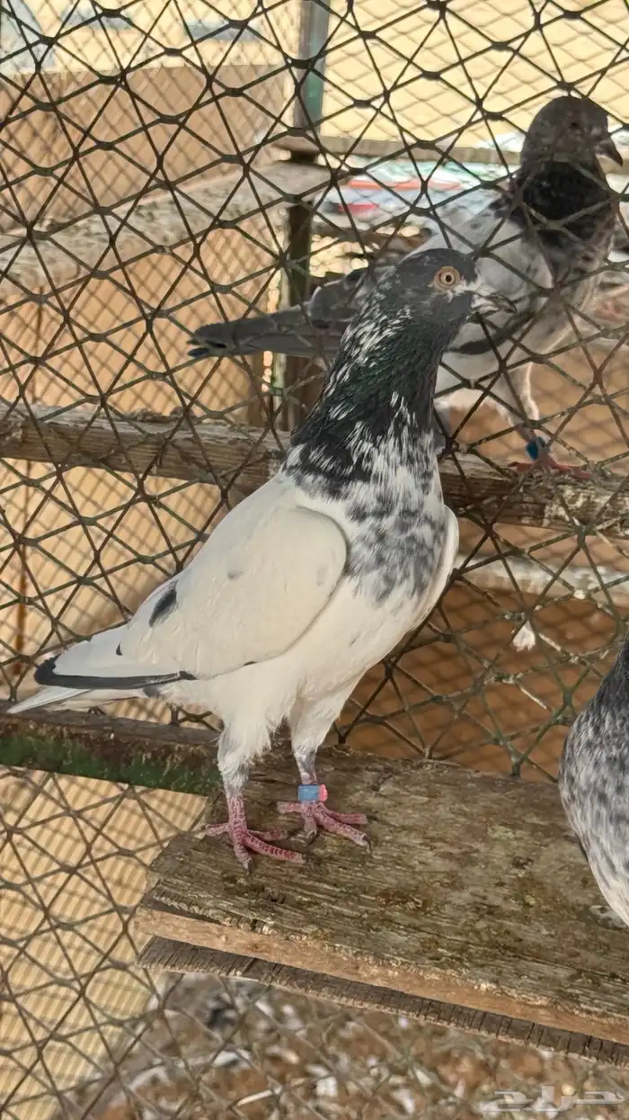 حمام باكستاني 3