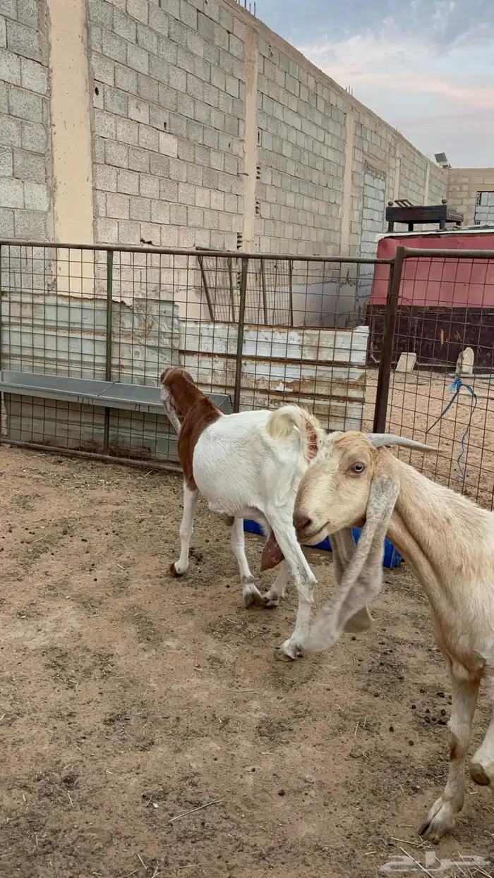 معزاء مشاريك 10