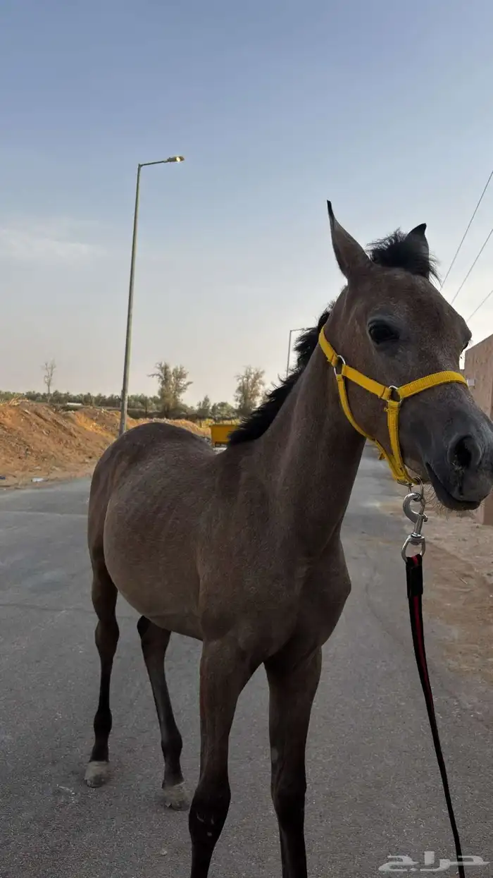 مهره واهو للبيع بنت فواد الخالد 5