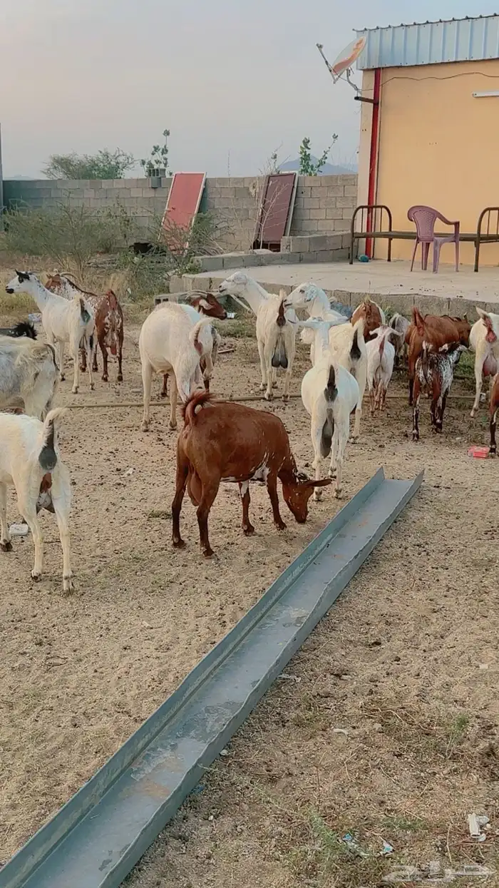 ماعز جنوبي نوع فاخر للبيع 2