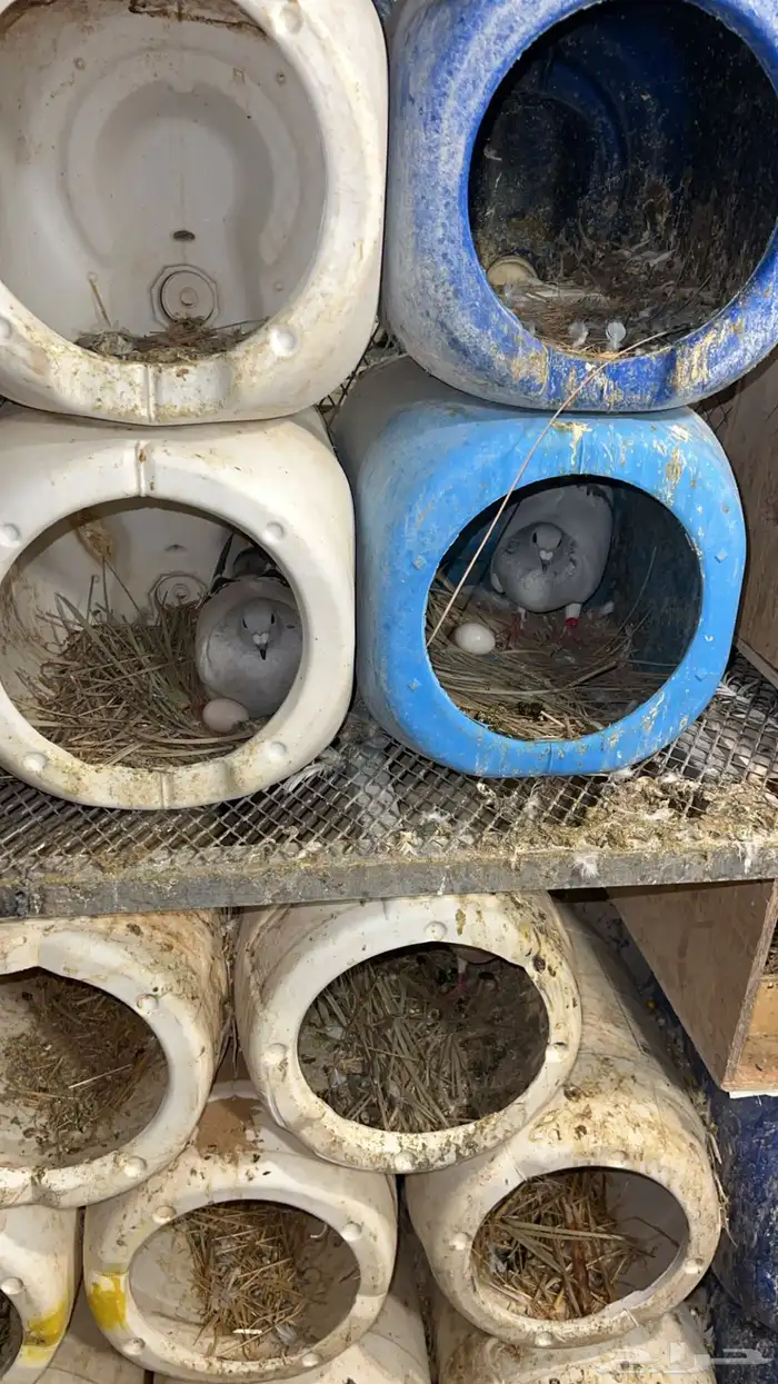 حمام زاجل ايس وكريمي 2