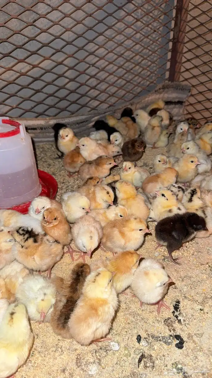 صوص دجاج بلدي تم البيع 1