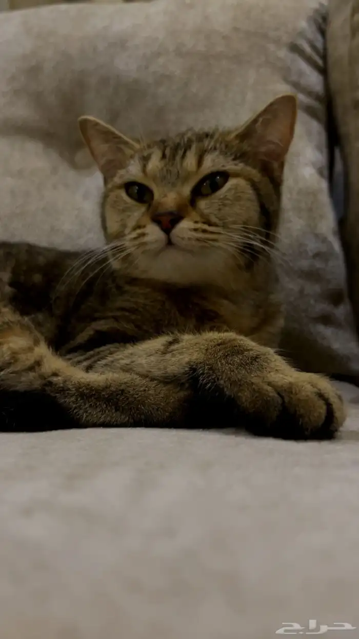 قطه للتبني 7