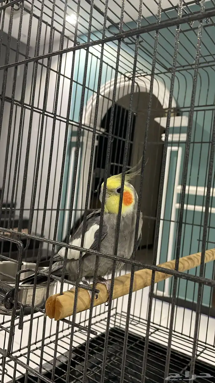 كروان ضايع الطايف الشهداء الجنوبيه (الشطبه - النزهه-شارع 25 0