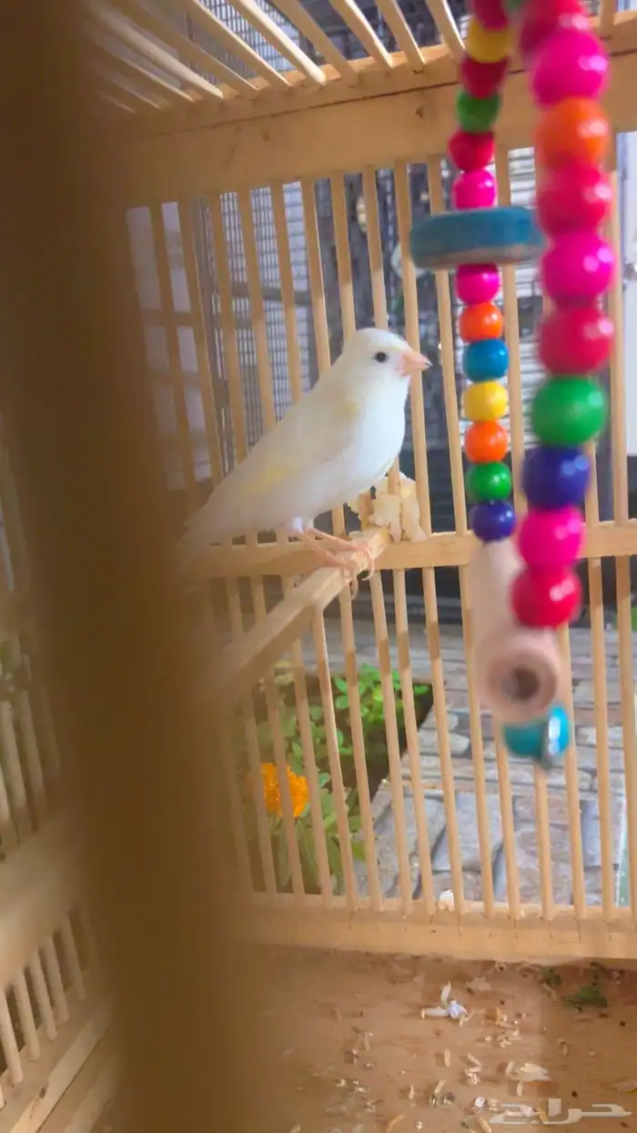 كناري ذكر ابيض جاهز 0