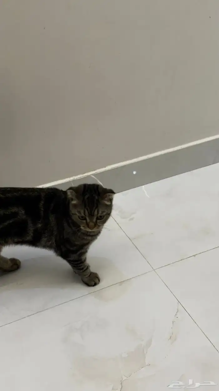 قط للبدل بانثى النوع سكوتش فولد شورت هير تايقر 4