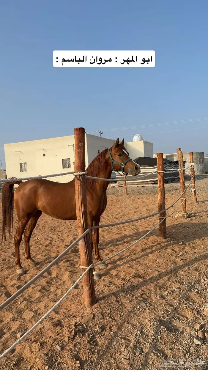 فرس شعبيه للبيع ثنين في واحد معها مهر قطعه طيبه . 6