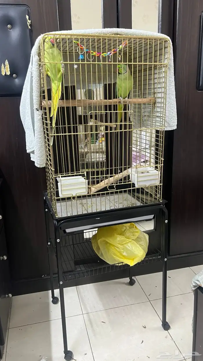 ببغاء دره اليفين ونظيفين الأعمار بين 3 و4 سنين 3