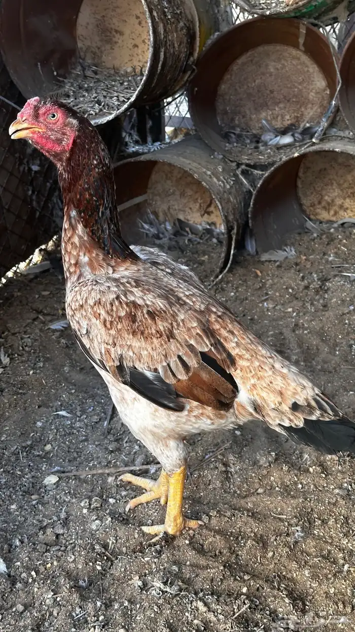 دجاجه شامو للبيع 1