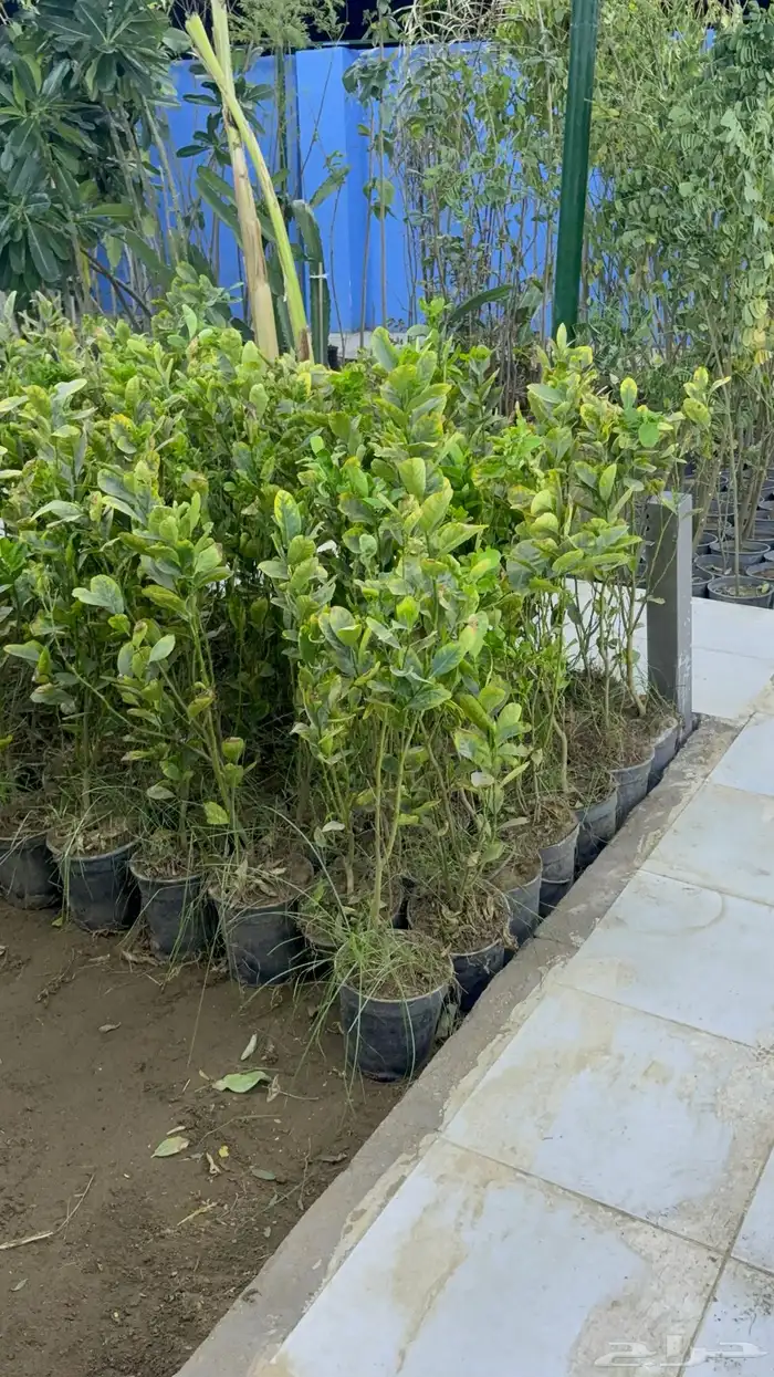 شتلات ليمون وبرتقال وفواكه مشتل 3