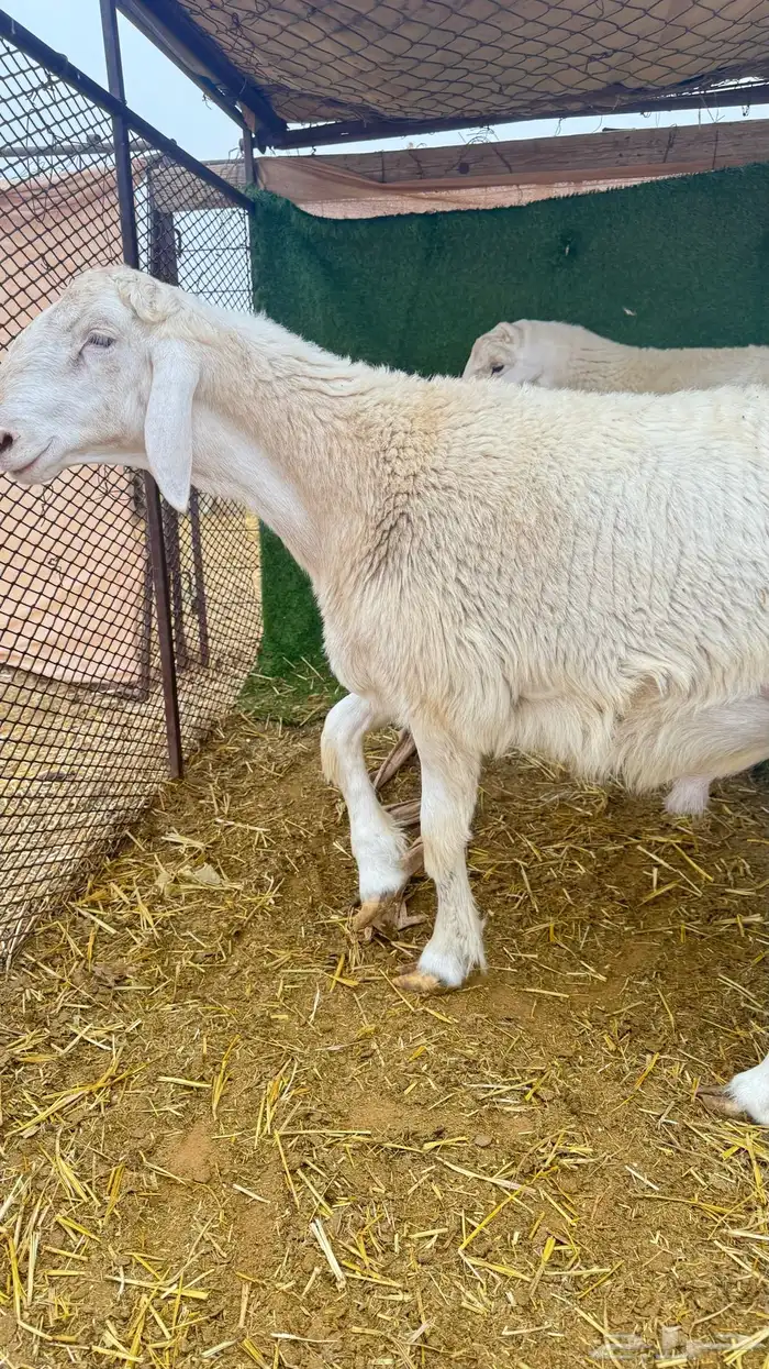 مشاريع فحول فحل حري 9