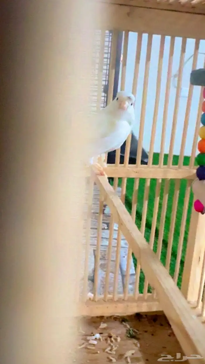 كناري ذكر ابيض جاهز 4