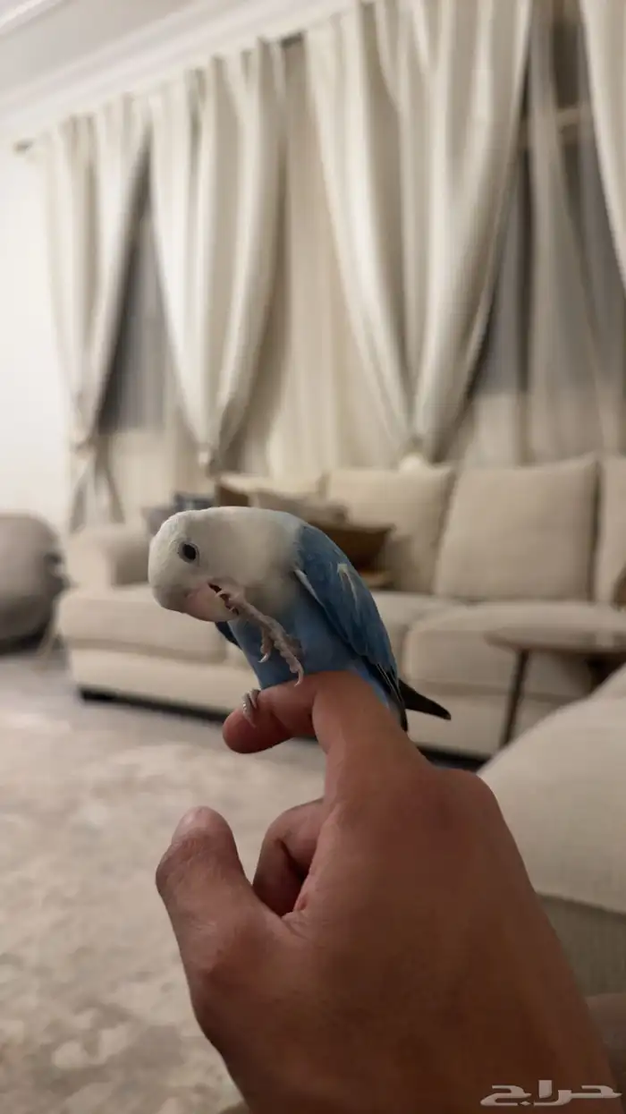 روز فايلوت ابلاين ((تم البيع )) 3