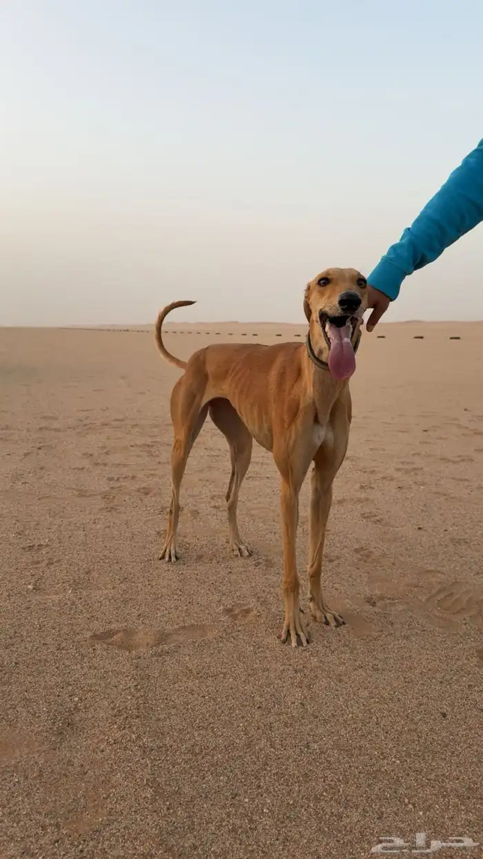 سلقة صيد ومقناص 0