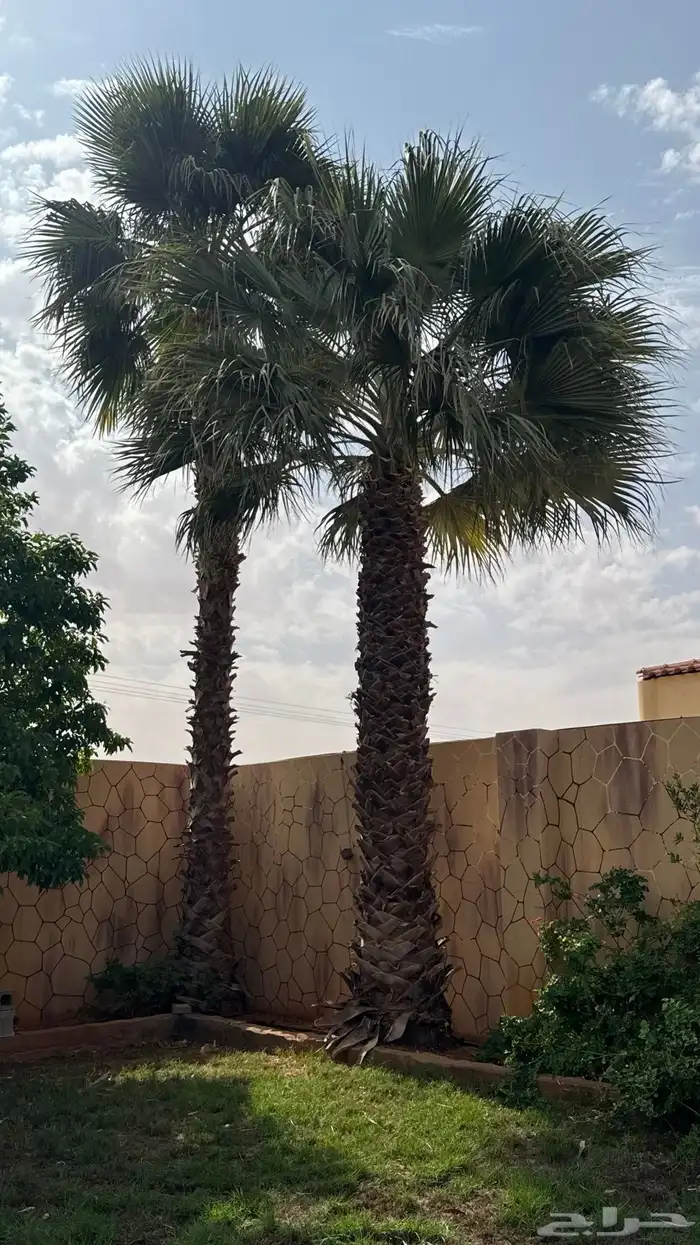 للبيع نخل واشنطانيا 0