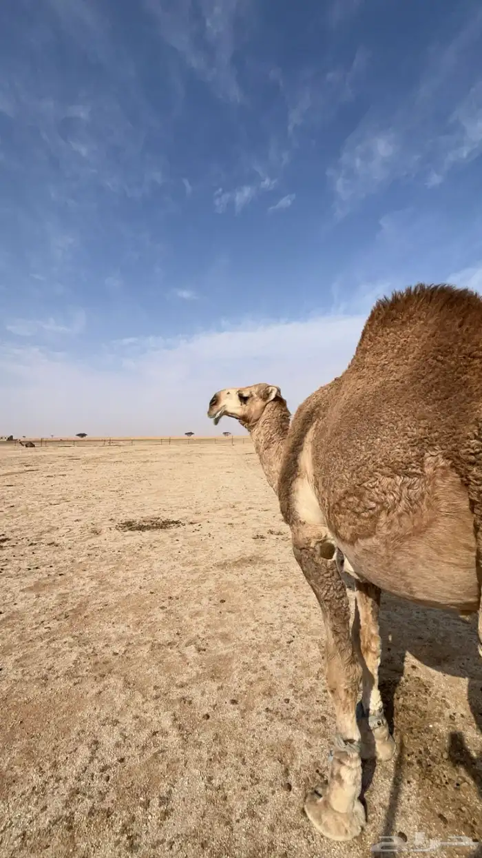 قعود باقي له شهرين تقريبا ويصير لقي 0