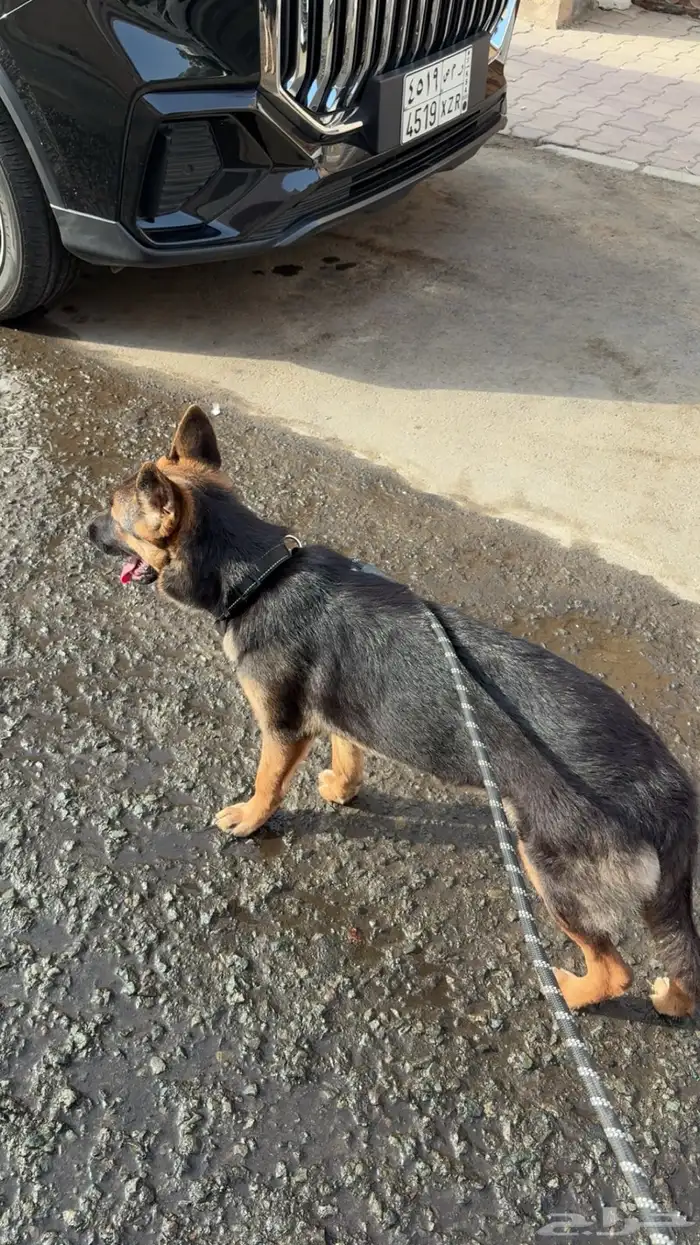 كلب جيرمان شيبرد 4