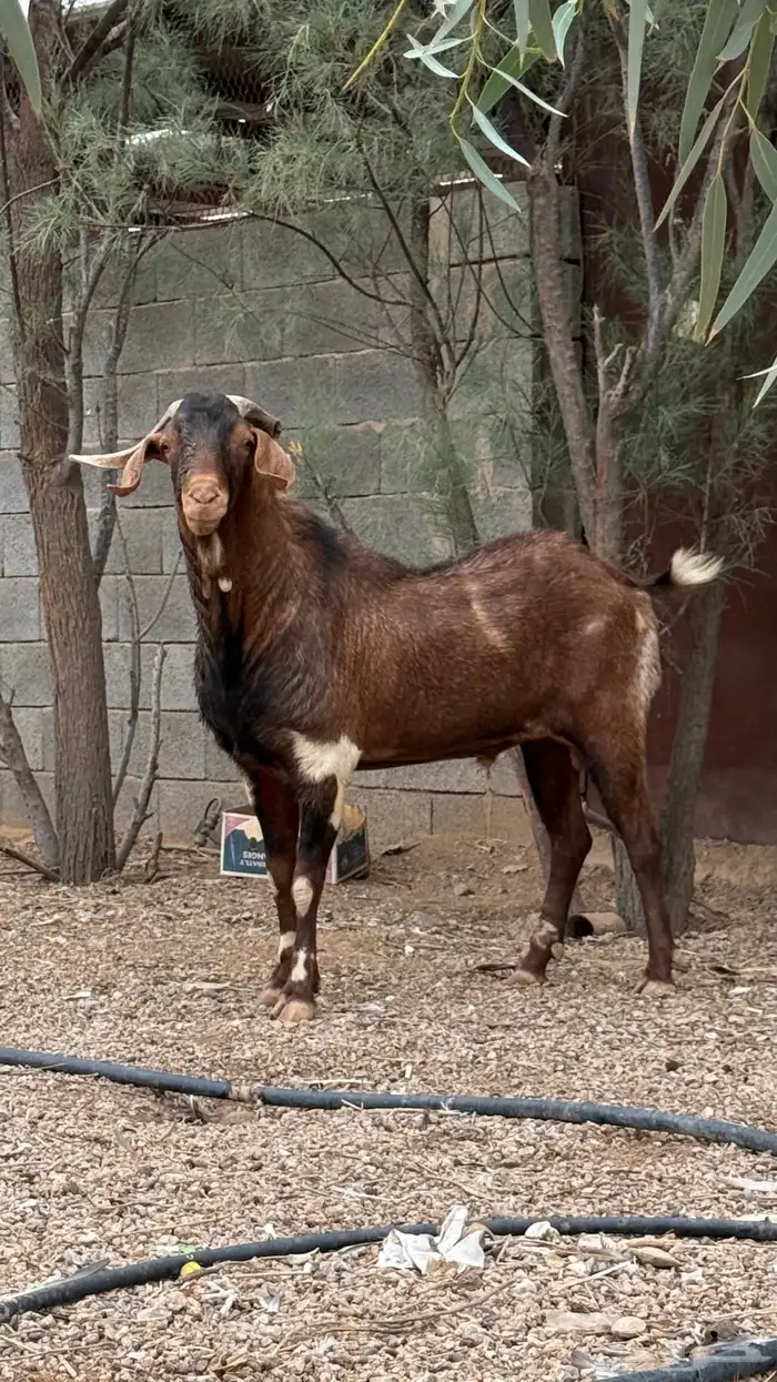 تيس فاخر للبيع 0