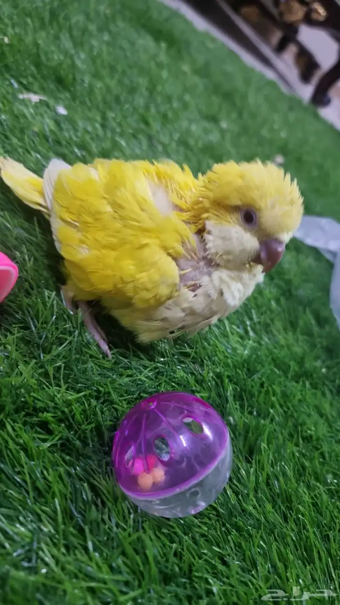 كويكر لاتينو اليف جدا وحجم سوبر جامبو انتاج محلي 2