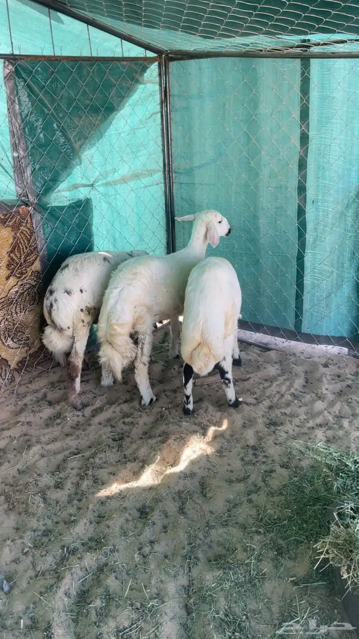 ثلاثه خرفان بلديه زبده 1