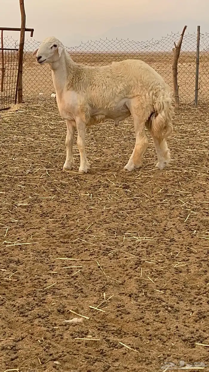 فحل حري مشروط 0