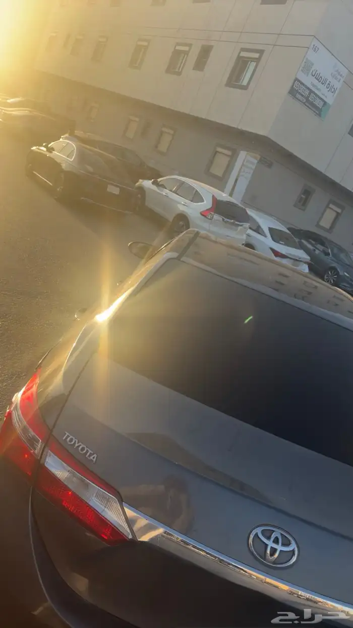 كوريلا موديل 2015 1