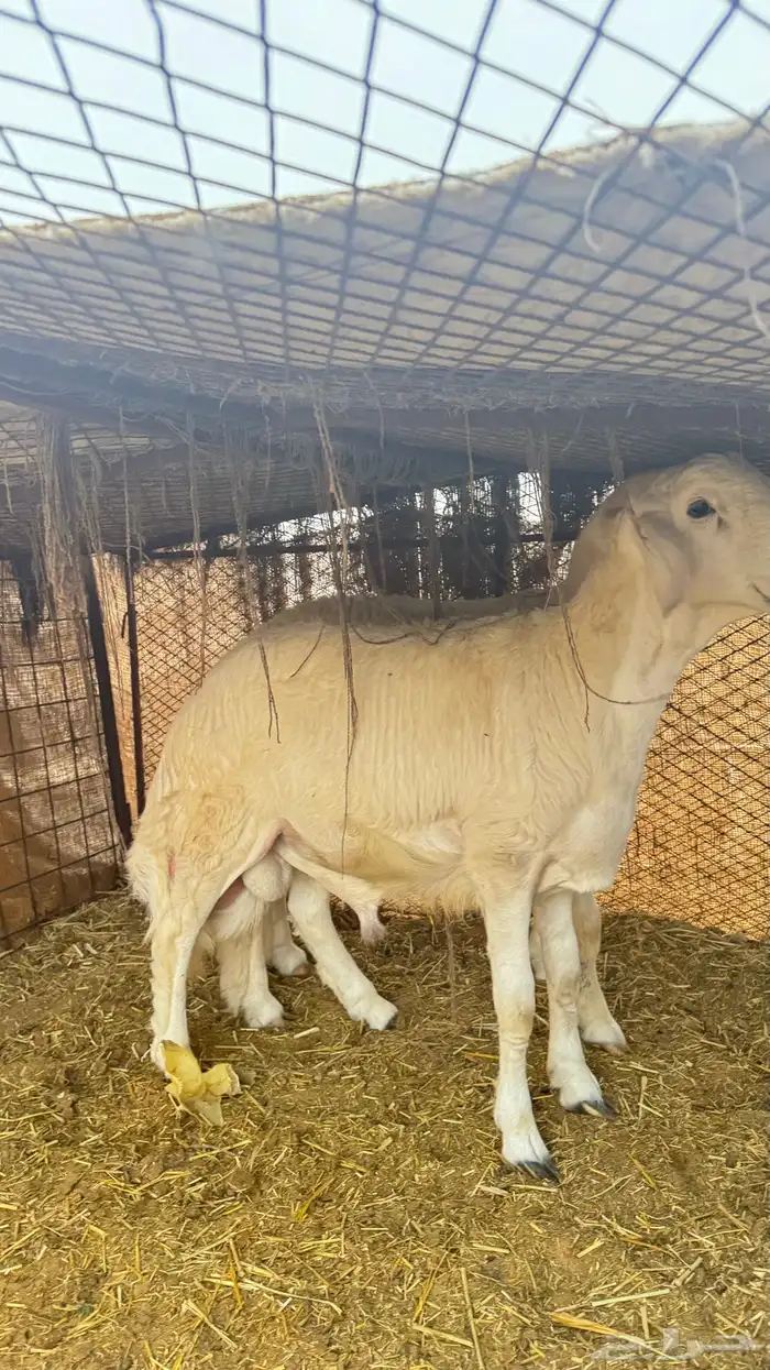 مشاريع فحول فحل حري 7