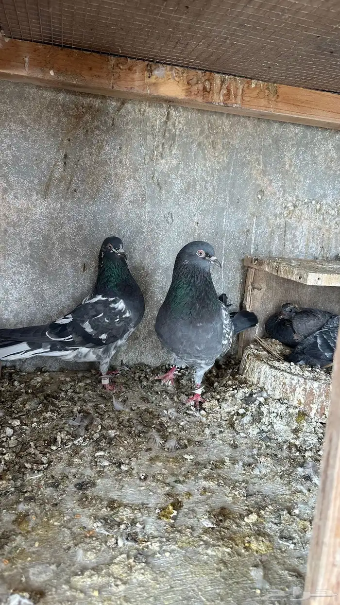 حمام بكستاني دابولا 2