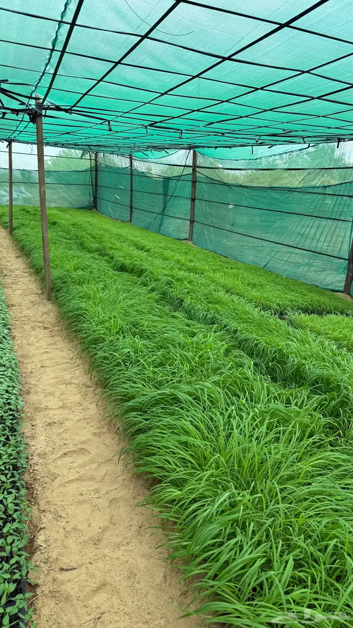 شتلات طماطم عرين و بونكام هجين 4