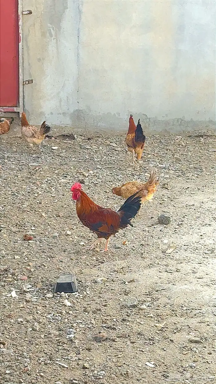 دجاج بلدي حضان 6