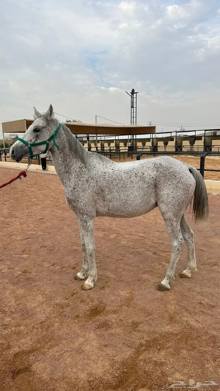 فرس صفراء شيخه 2