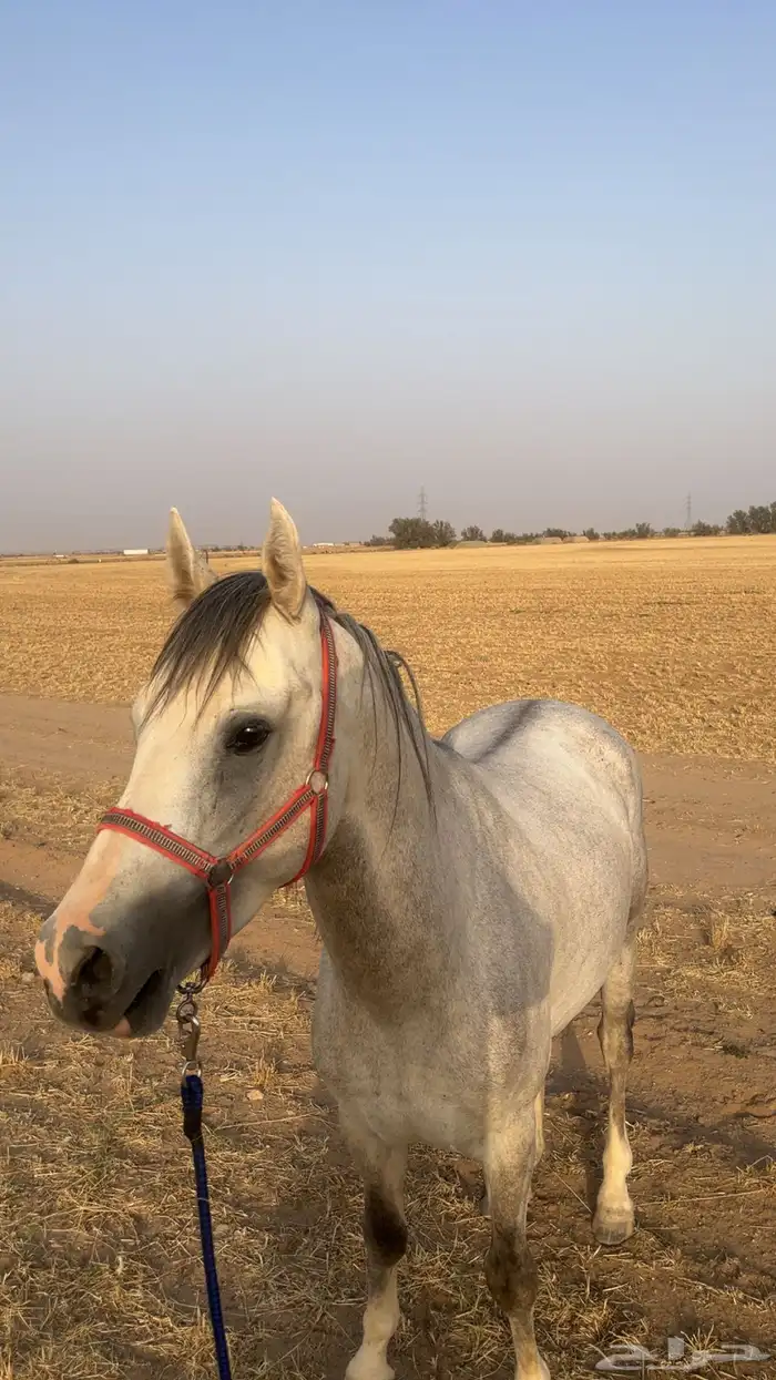 حصان للبيع 1
