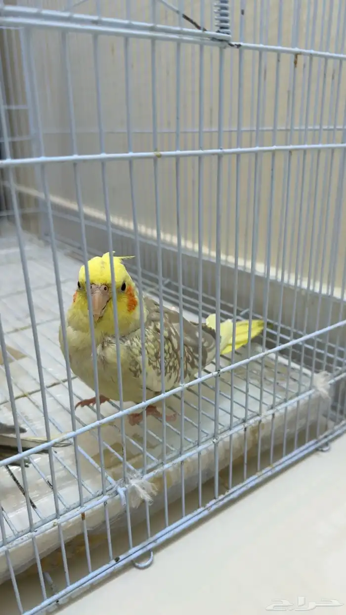 طيور كروان للبيع 0