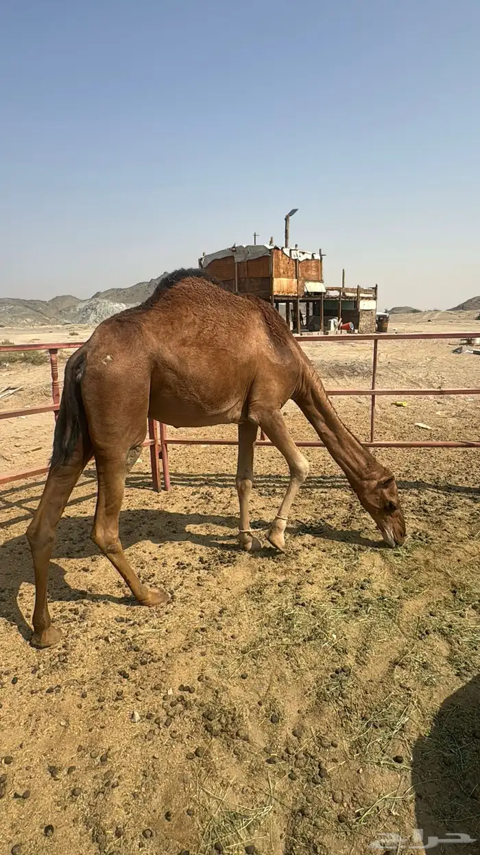 للبيع بكره ثنيه حمرا ساحلية حد 7 الاف 5