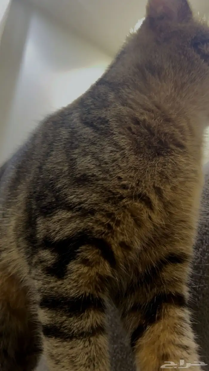 قطه للتبني 10