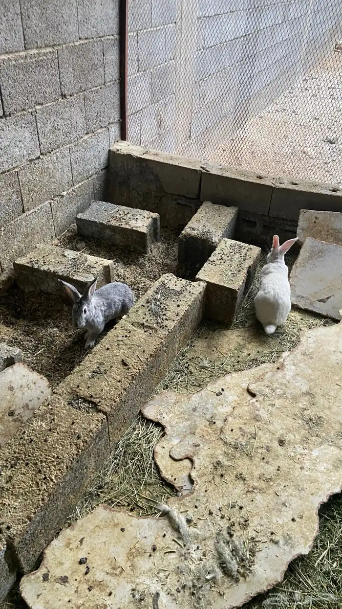 ارانب للبيع 4