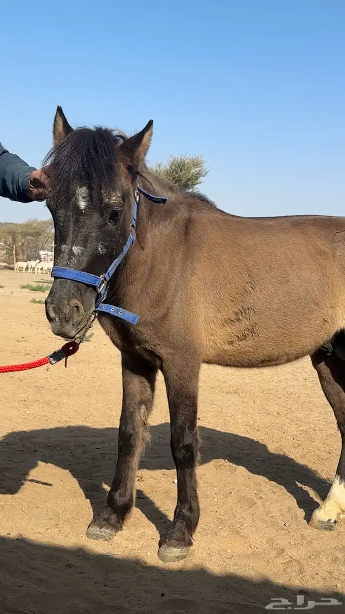 بوني هادي جدآ 5