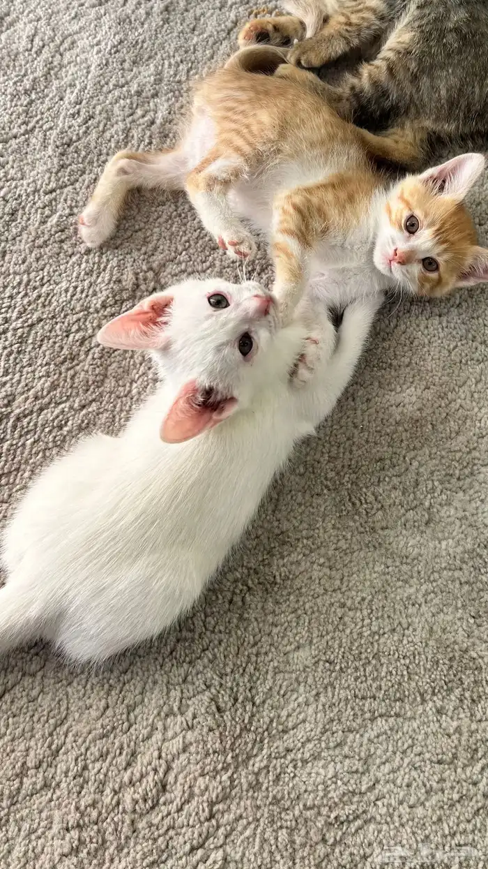 قطط للتبني 1