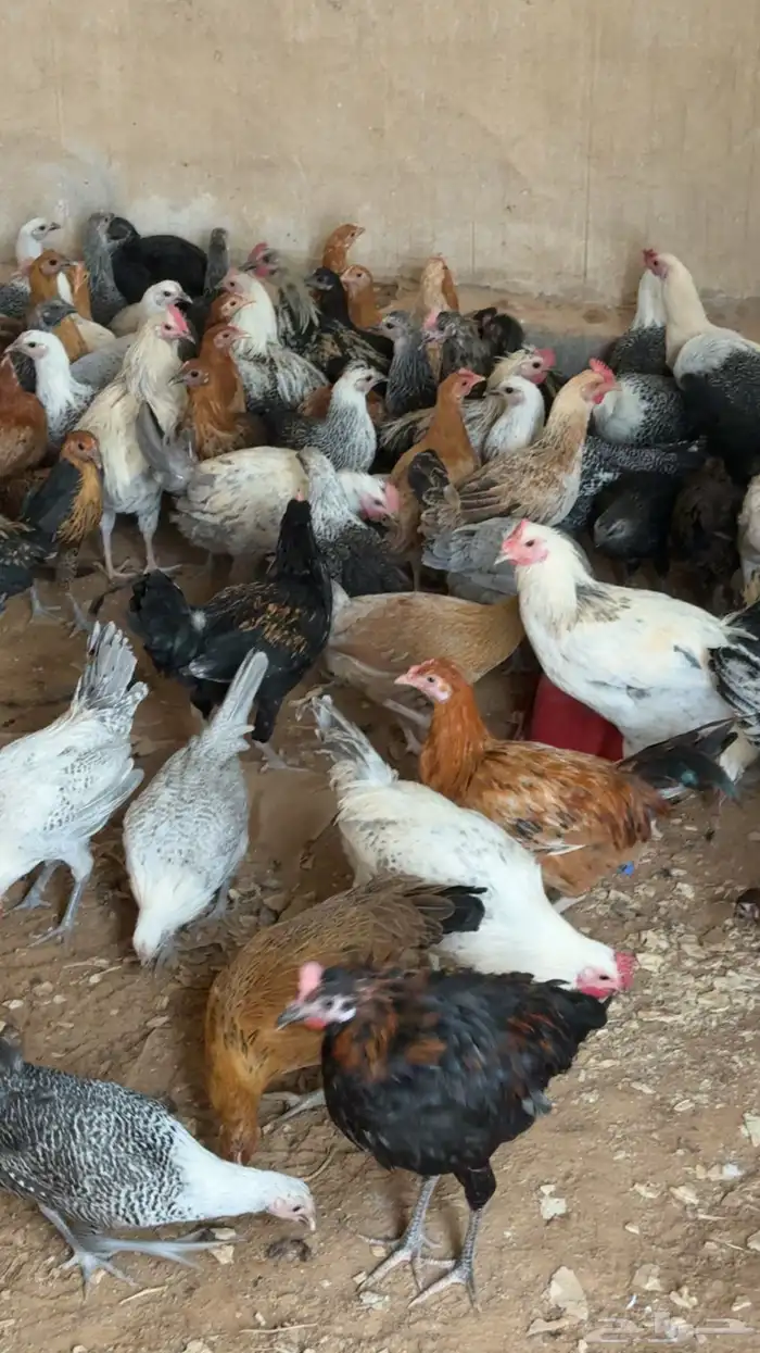 للبيع دجاج 3