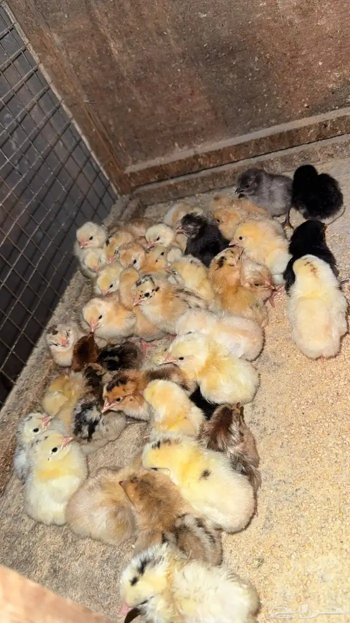 صوص دجاج بلدي تم البيع 2