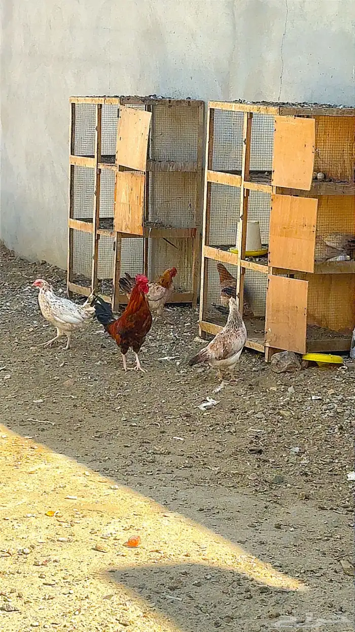 دجاج بلدي حضان 4