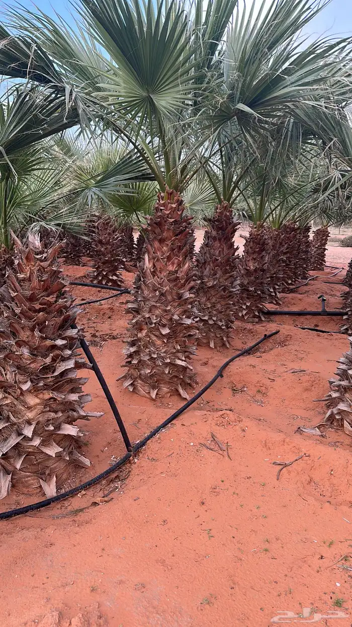 نخل وشنطونى للبيع 0