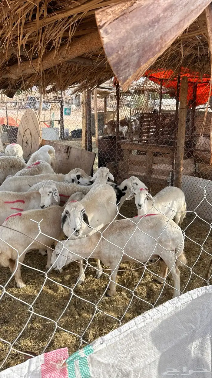 غنم حري للبيع 6