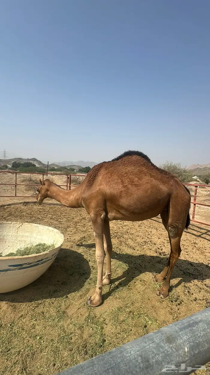 للبيع بكره ثنيه حمرا ساحلية حد 7 الاف 9