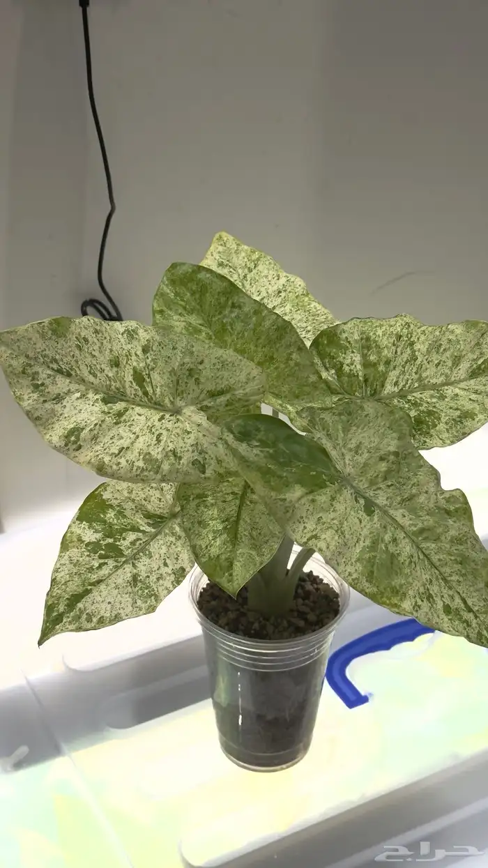 الوكاسيا كاموفلاج 0